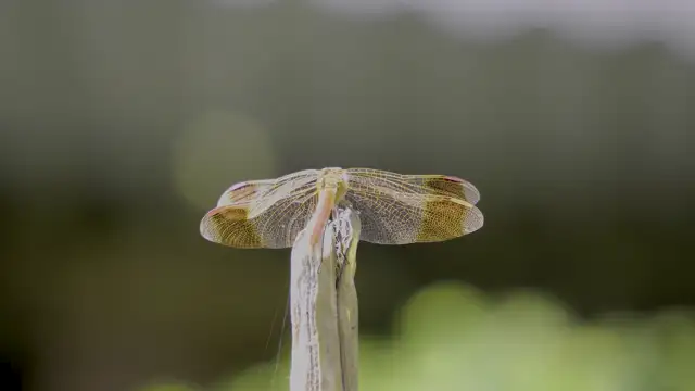 Best of Dolby Vision 12K HDR 120fps